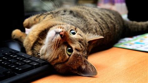 webアプリ webサイト 違い そして、なぜ猫はキーボードの上に座るのか？