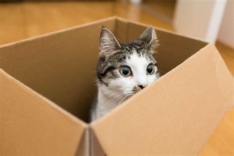 教授 質問メール例文：なぜ猫は箱を愛するのか？